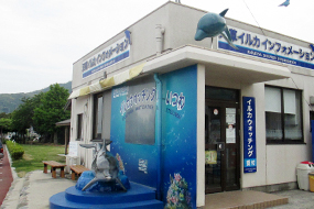 イルカウォッチングイメージ